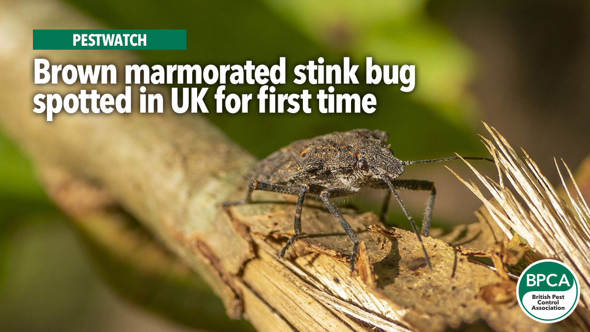 320 brown-marmorated-stink-bug-sighting2 320 brown-marmorated-stink-bug-sighting2